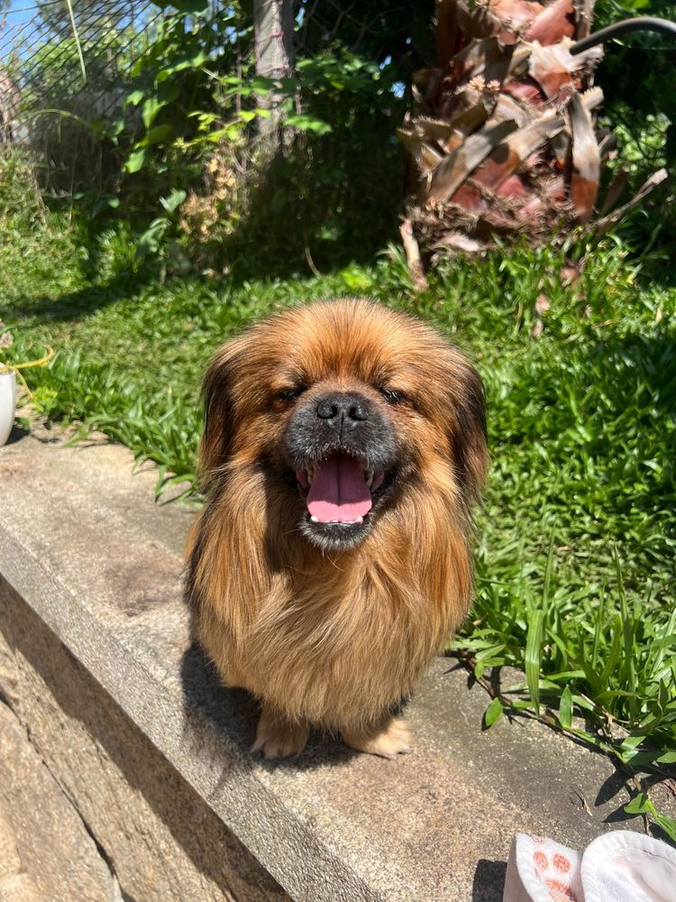 Marley - Pequinois, 2 anos