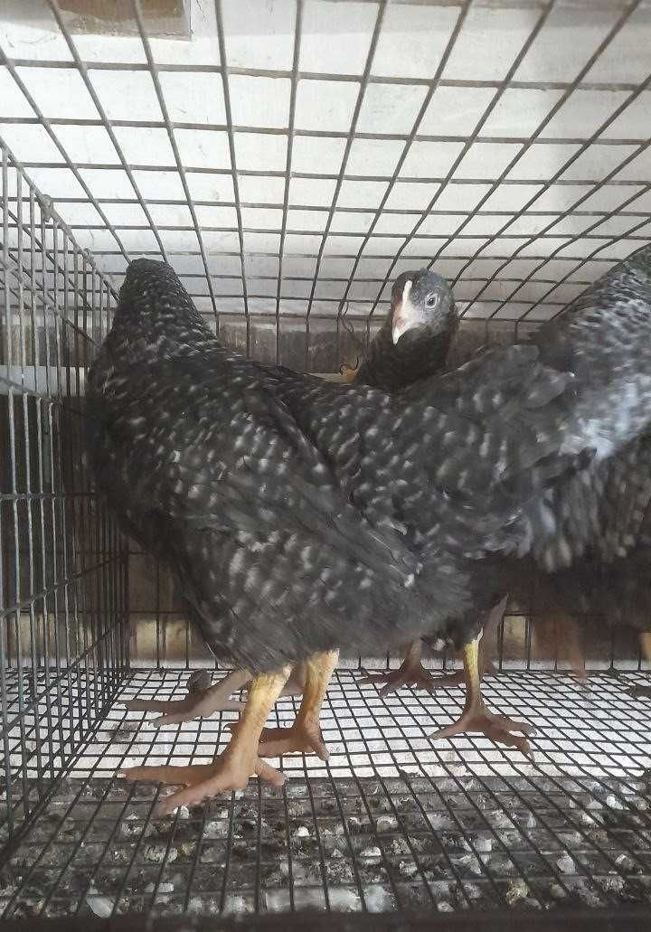 Продам кури Чеський домінант на яйця