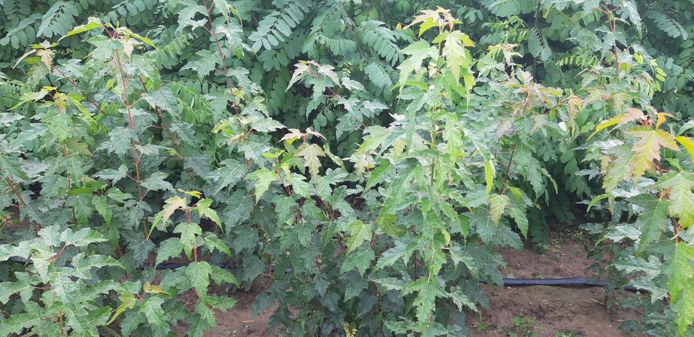 Klon ginala z gruntu