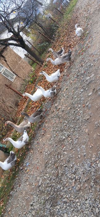 Гуси домашні, молодняк