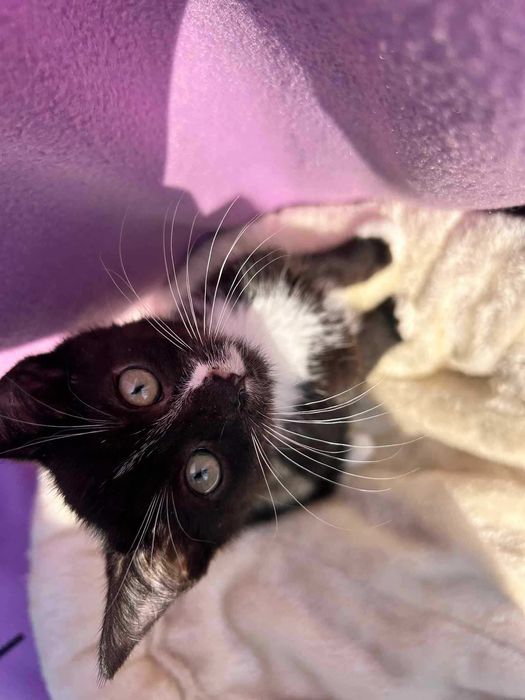 Kotek do adopcji.
