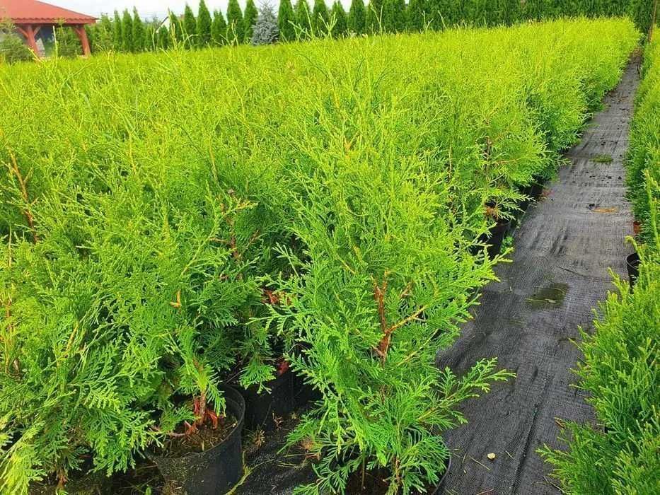 TUJA Thuja BRABANT na żywopłot wys. 60-70 cm donica 3L Świętokrzyskie