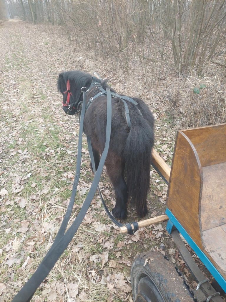 Koń kucyk klacz 3 lata