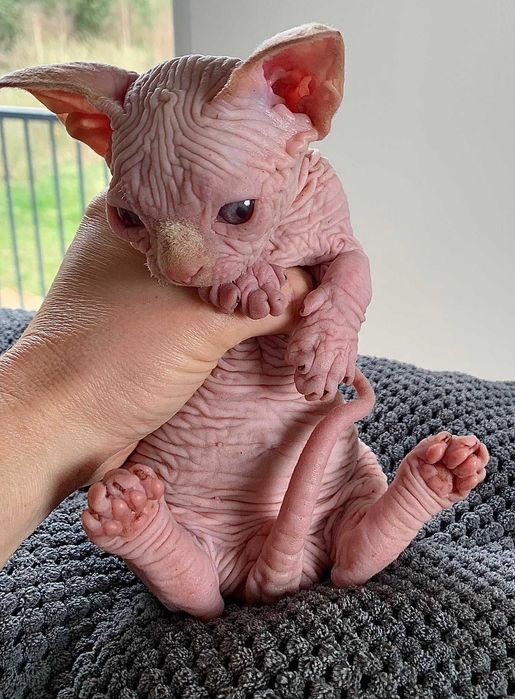 Шкіряний хлопчик. Топ ексклюзив.