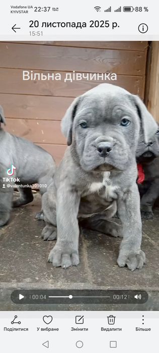 Кане корсо сірі дівчата