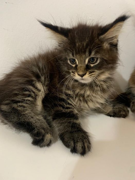 Maine Coon (PL)FPL samodzielny