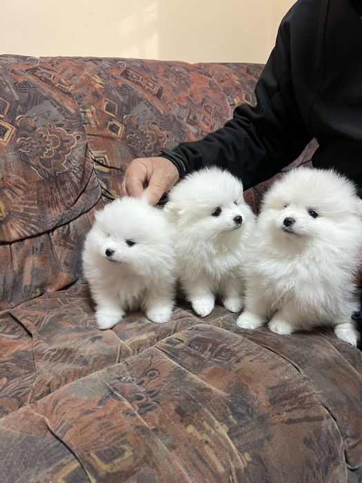 Продаються цуцики Померанського шпіца