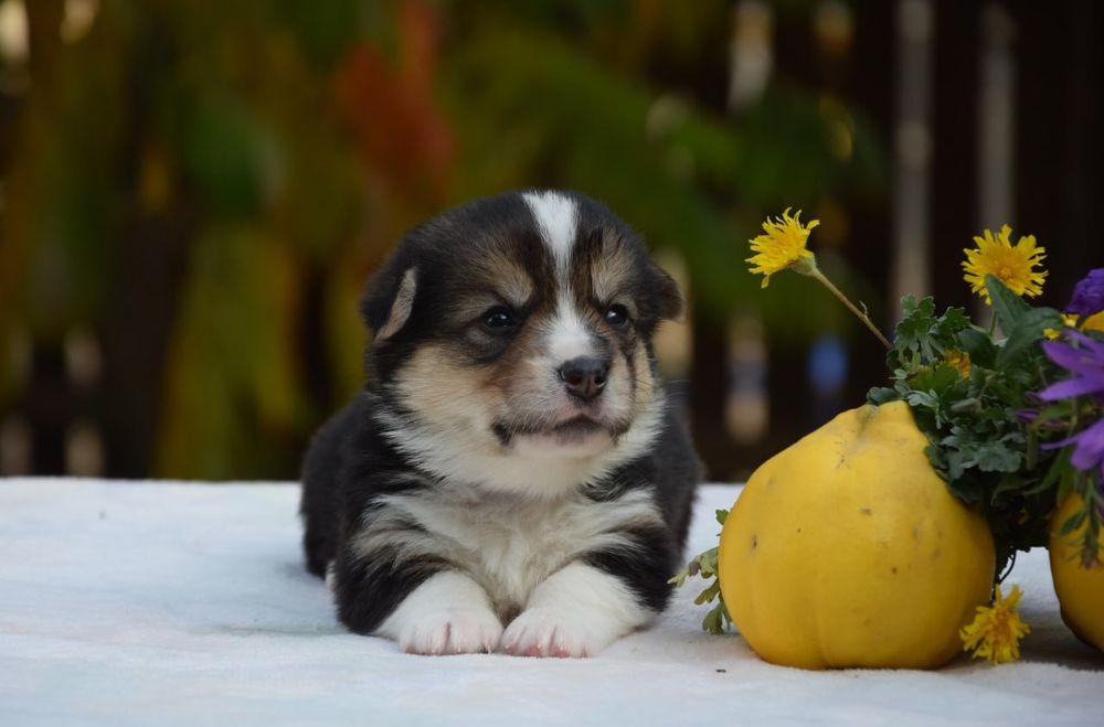 Вельш Коргі Пемброк
