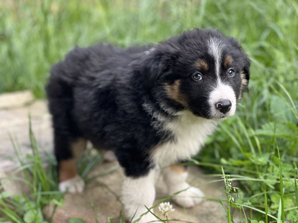Piesek Border Collie