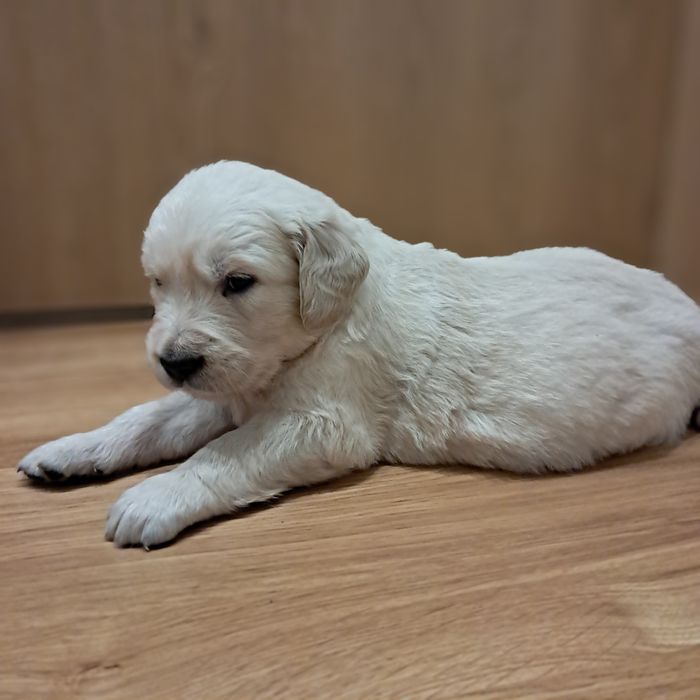 Golden retriever-rezerwacja