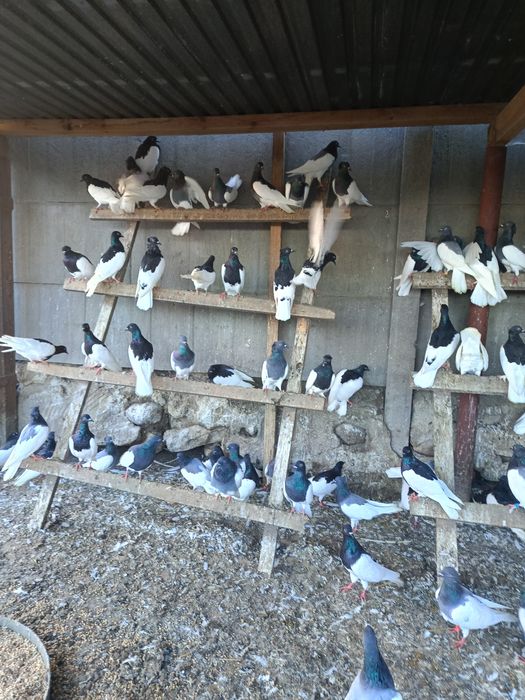 Lot Murzynow Warszawskich