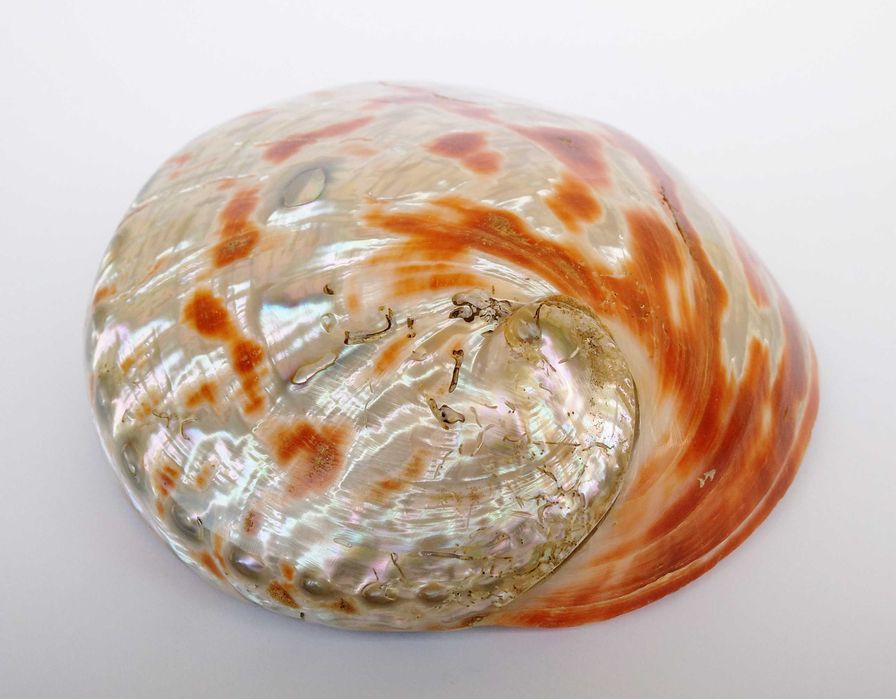 Concha natural Abalone Paua vintage