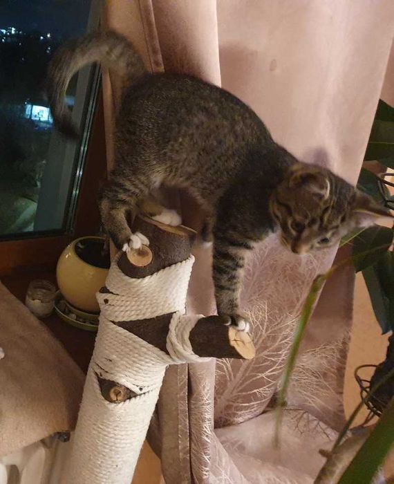 Кошеня шукає люблячу родину