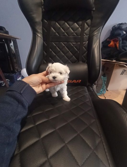 Міні мальтези дівчинка Львів.