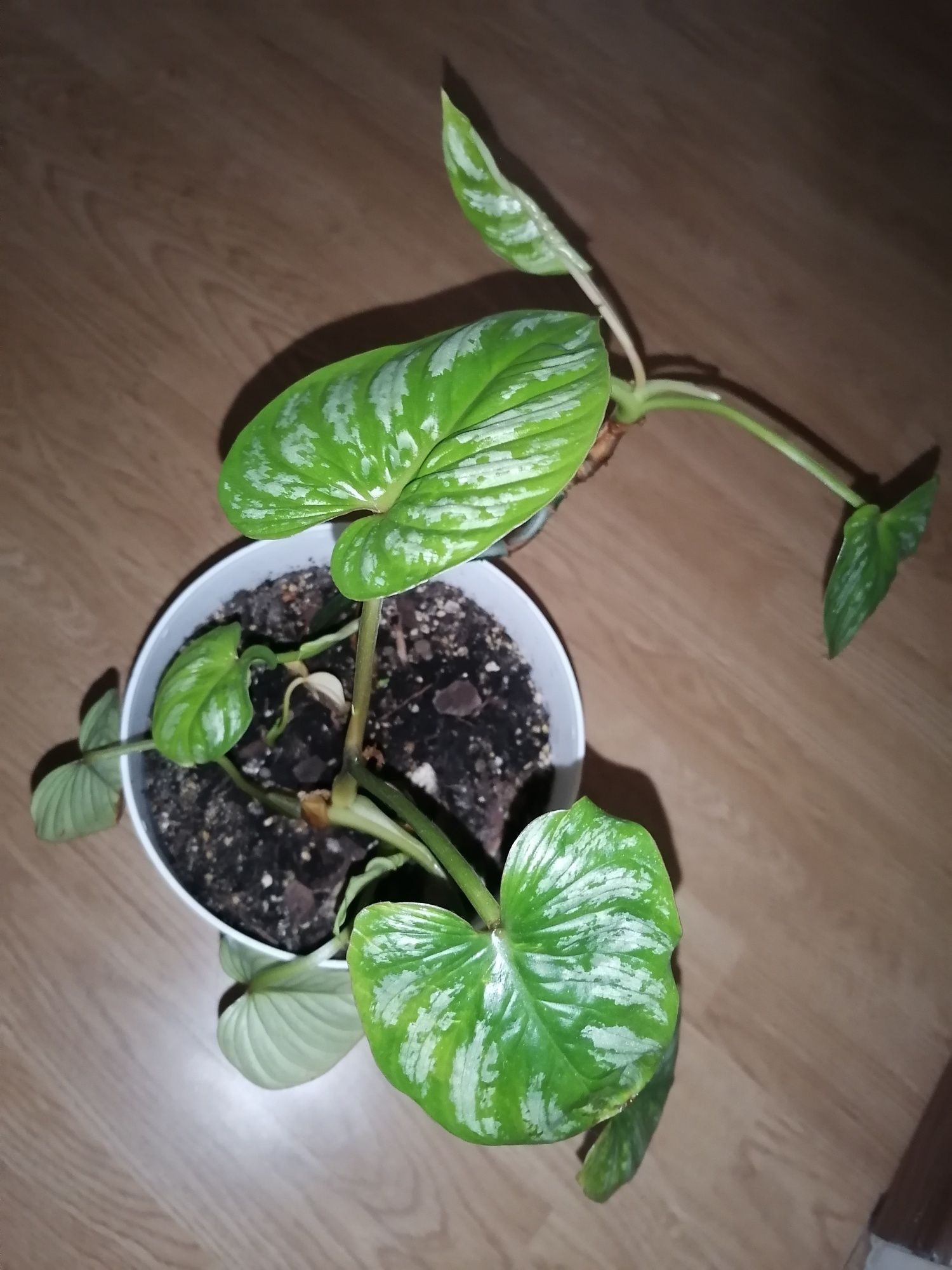 Philodendron Mamei