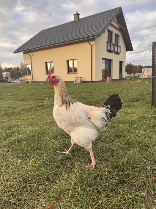 Kogutki tegoroczne mix zagrodowy