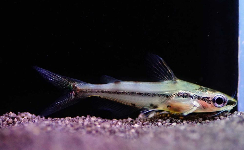 Kosatka karłowata - Sum ozdobny - Pelteobagrus ornatus - dowóz