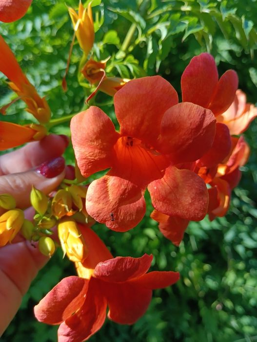 Кампсис - квітуча декоративна ліана