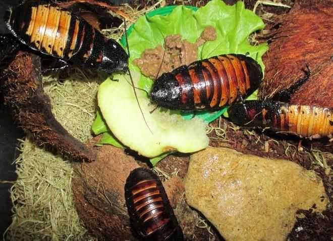 Экзотические  питомцы- Мадагаскарские  шипящие тараканы