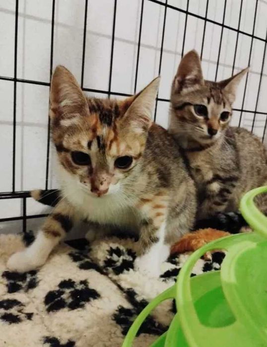 Gatos bebes para adoção responsável