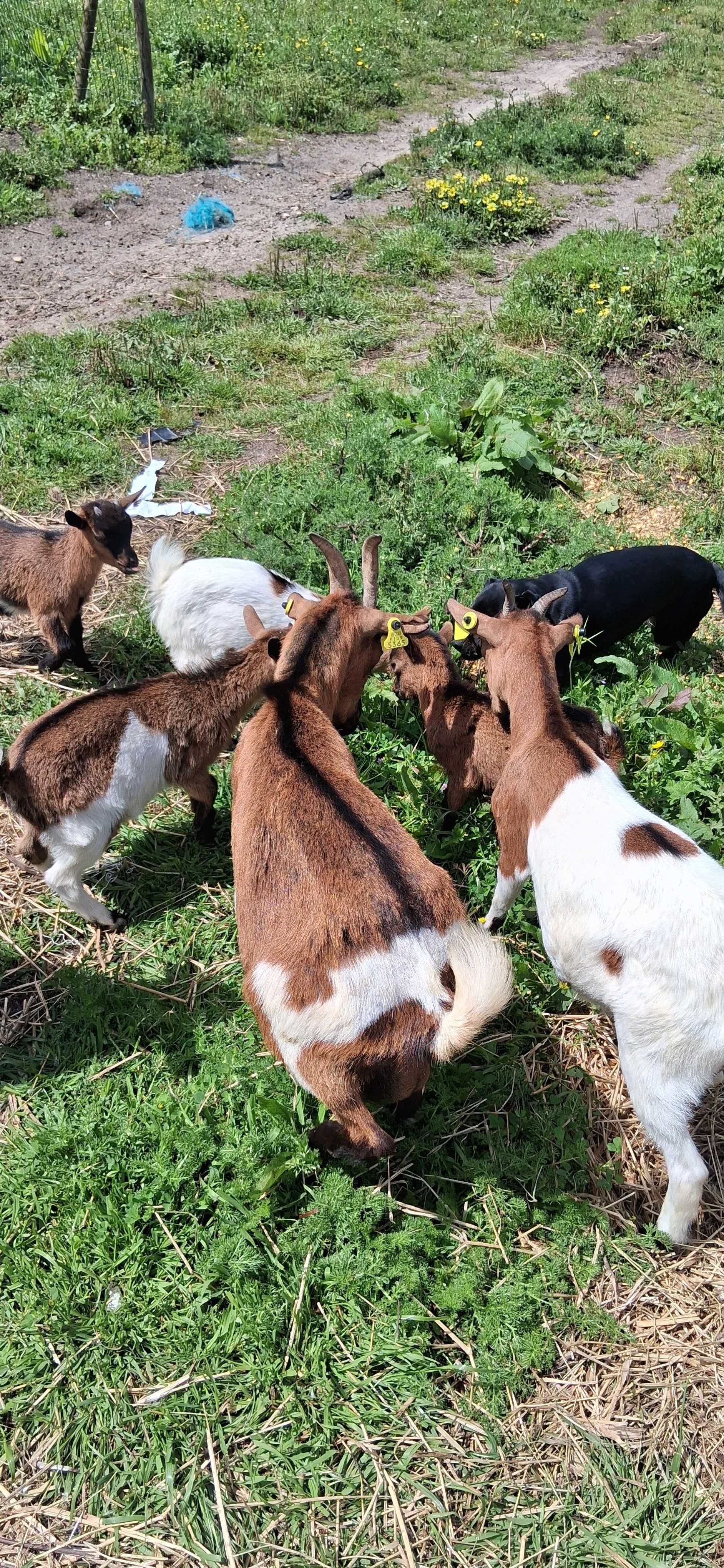 Cabras anas para venda machos e fêmeas, de partos duplos e triplos.
