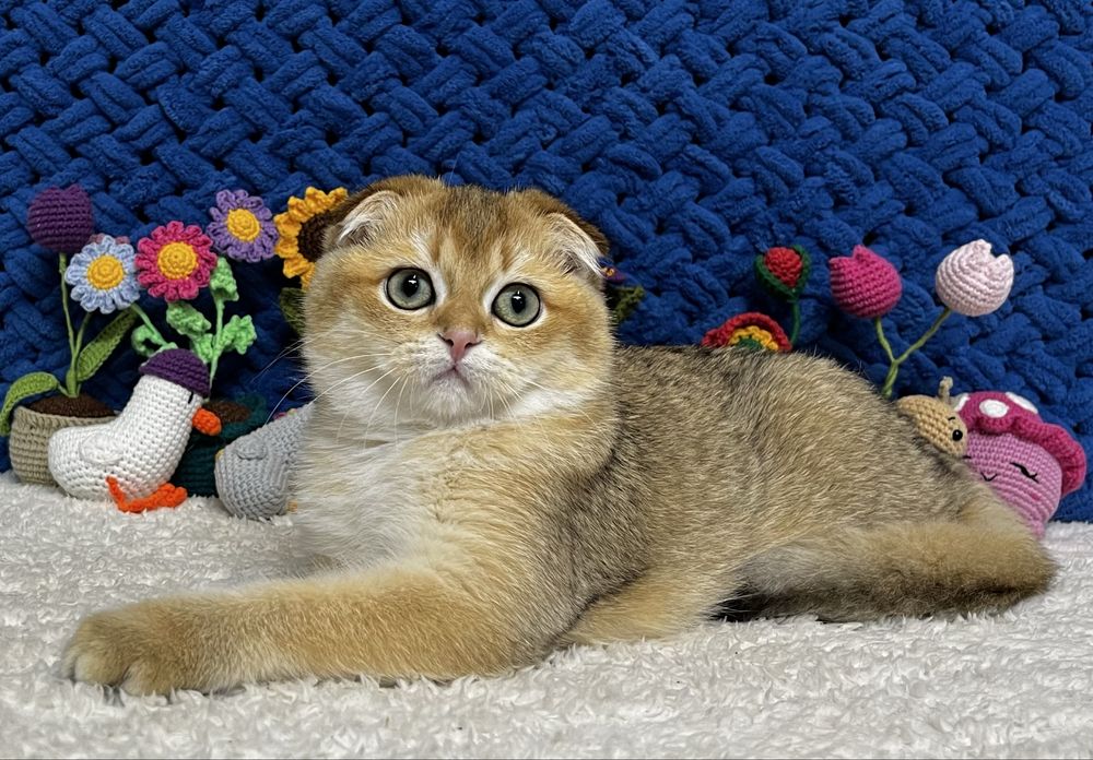Шотландська висловуха киця