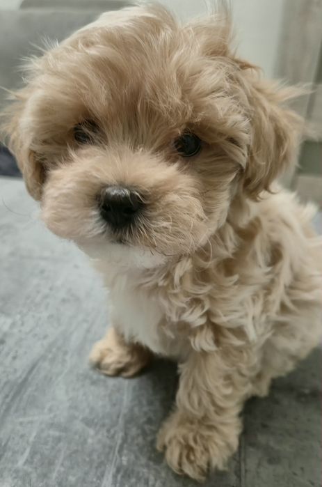 Zarezerwowana Maleńka mini  sunia waga do 3 kg  maltipoo F1