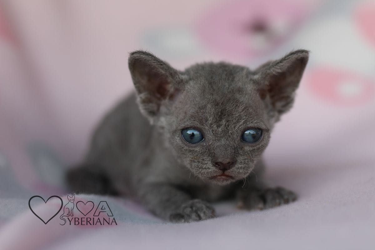 Niebieska koteczka Devon rex