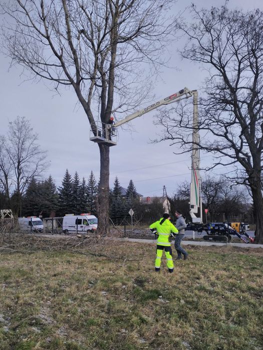 Wycinka drzew , pielęgnacja , karczowanie , oczyszczanie działek-rębak