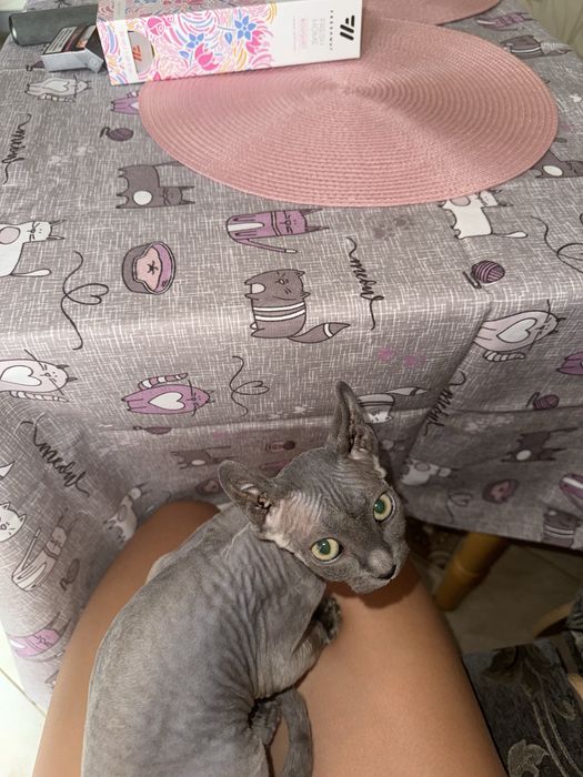 Девон -Рекс котята