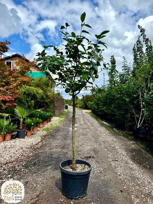 Diospyros 'Cioccolatino', 'Tipo', 'Vaniglia', Kaki, pień 80cm