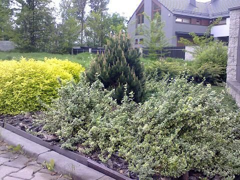 Trzmielina Emerald'n Gaiety multipaleta na skarpy wysyłka cały kraj