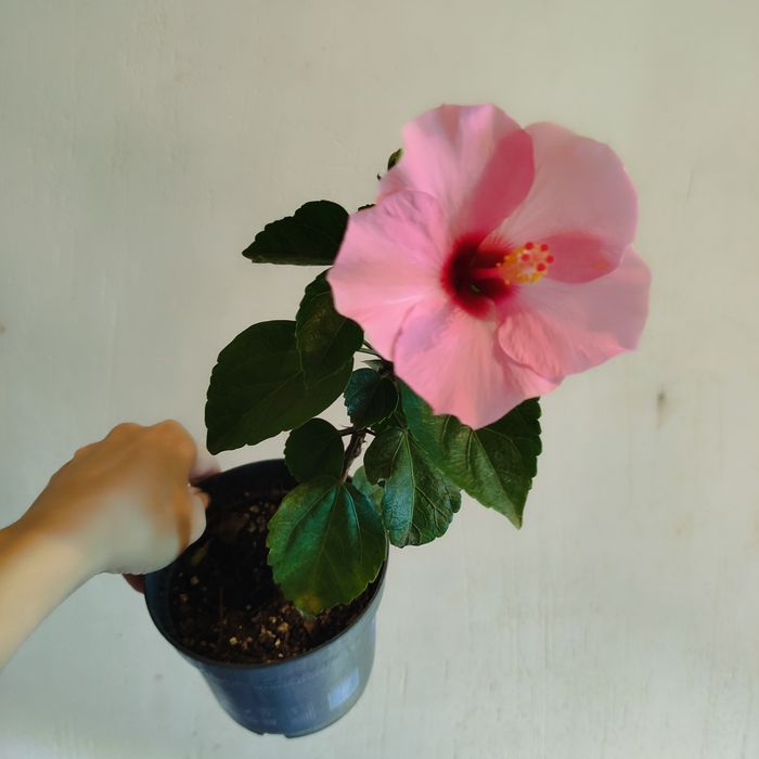 Продам комнатный гибискус