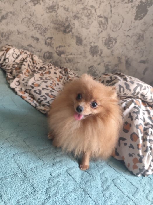 Oddam pieska za darmo szpic miniaturka