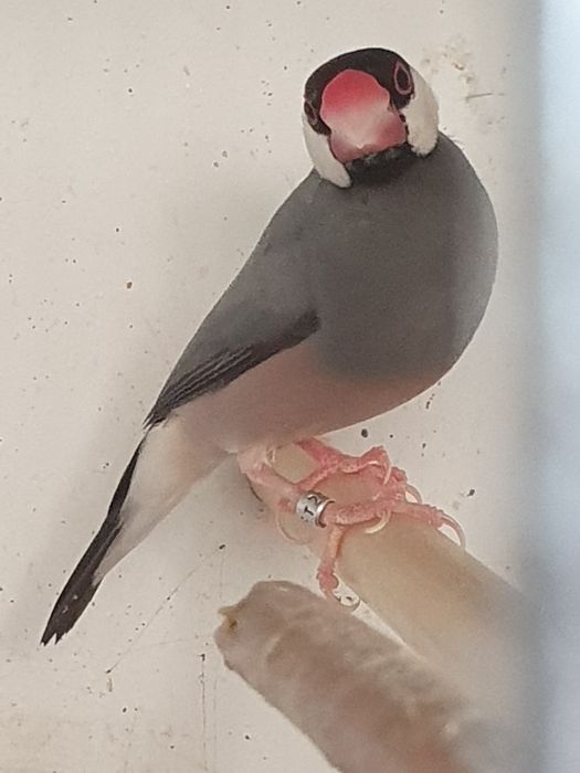 Padda orysivora Macho de 2024