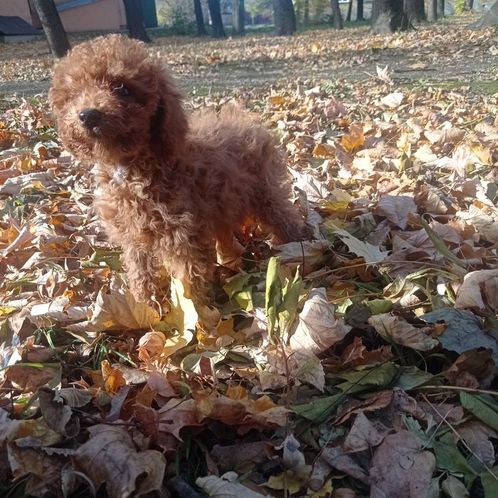 Той пудель дівчинка.Ред Браун