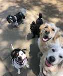 Dog Walker & Pet Sitter em Lisboa