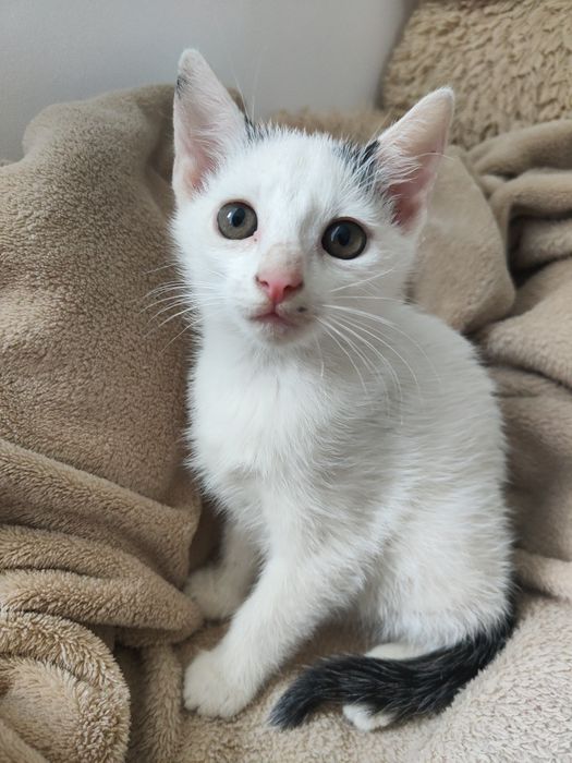 Oddam w dobre ręce małą kotkę