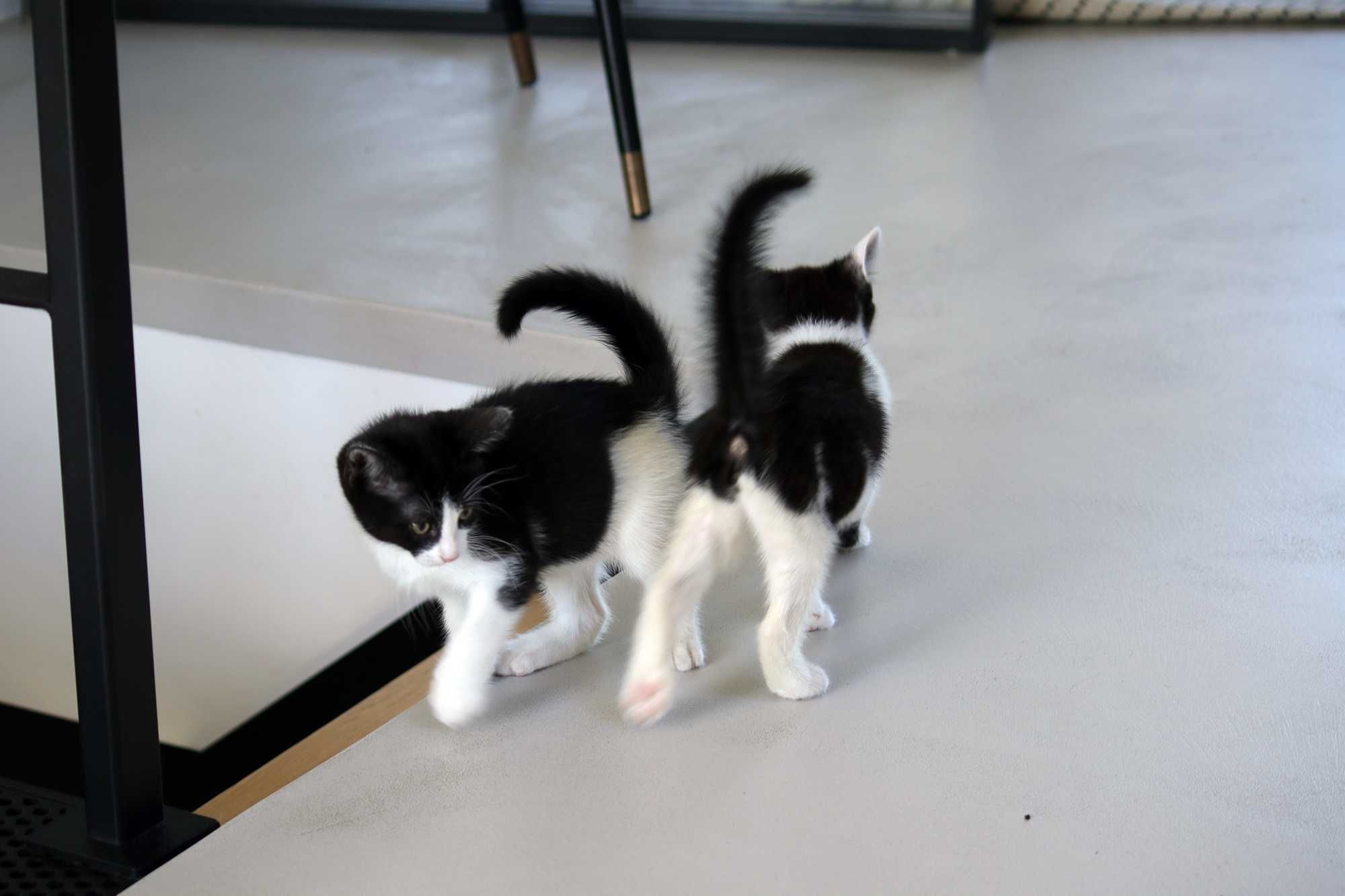 Dwa koty do adopcji