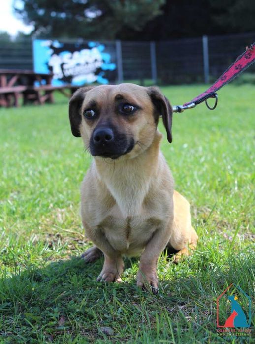 mała młoda sunia Kika szuka domu