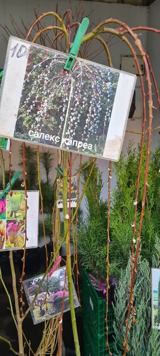 Катальпа- Нана,Вяз, шелковица, березы на штамбе.ОПТ.