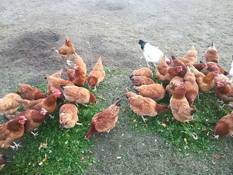 Jaja Wiejskie (Mława)