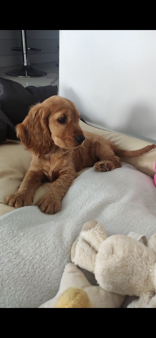 Ostatnia wolna suczka. Z rodowodem. Cocker spaniel angiel