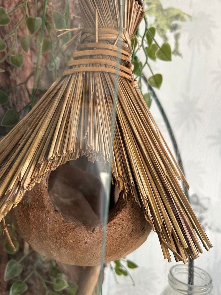 Gekon przęsiony wraz z terrarium