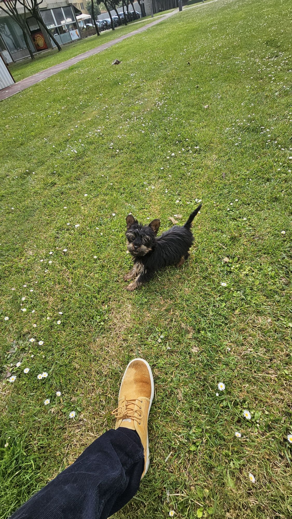Yorkshire terrier Macho