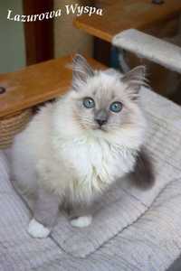 Coccolino Ragdoll mink z Lazurowej Wyspy.