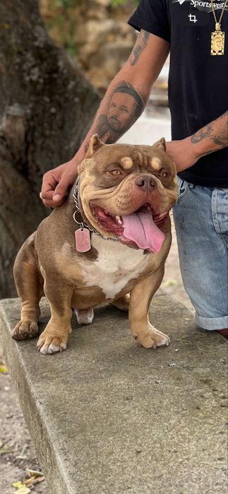 Micro bully para montas