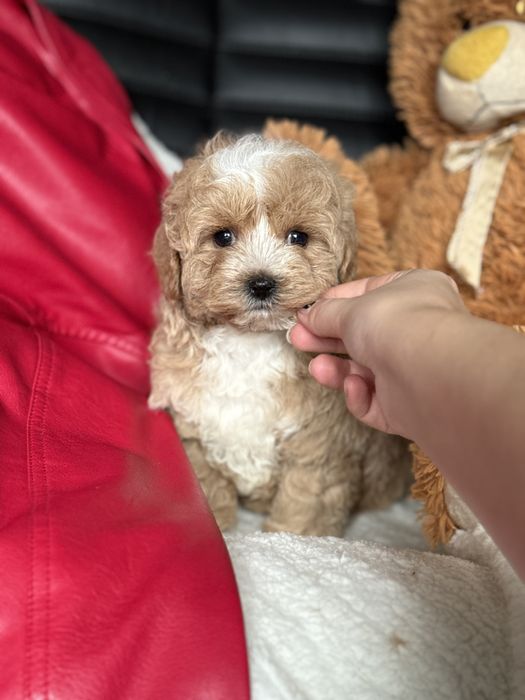 Міні мікро тікап мальтіпу