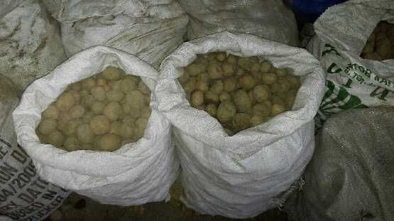 ziemniaki paszowe drobne