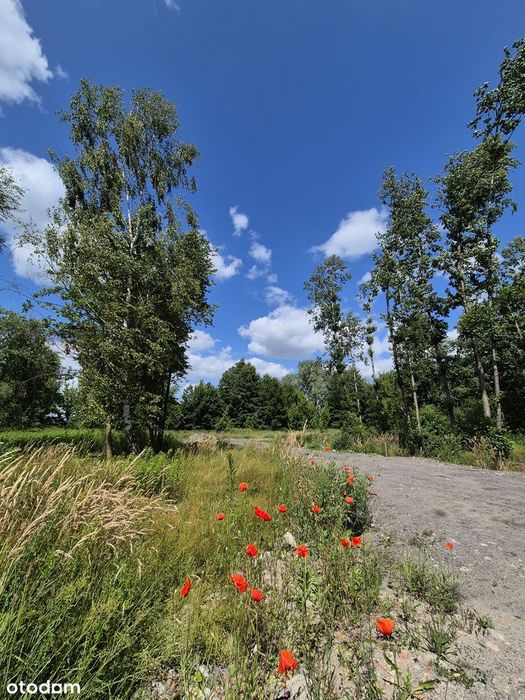 Juliopol - nowe osiedle w pięknym leśnym otoczeniu